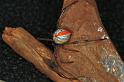 Latrodectus_hasselti_D3492_Z_86_E. of Nuendah homestead_Australie